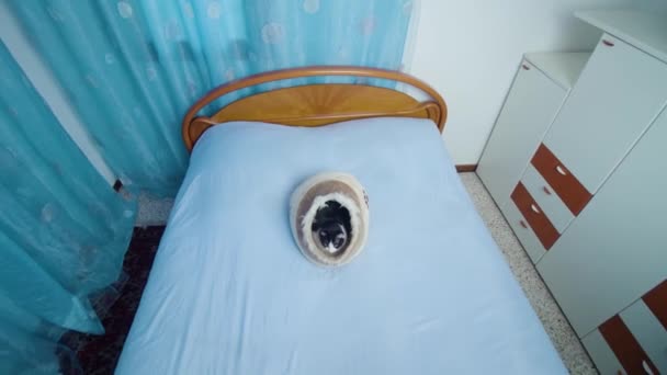 Chlupatá kočička ležící v kočičí posteli odpočívá a rozhlíží se po pokoji — Stock video