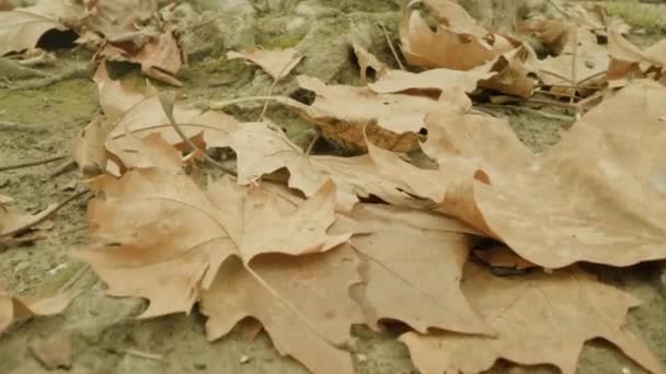 Sonbaharda kalın ağaç köklerini kaplayan kurumuş akçaağaç yaprakları. — Stok video
