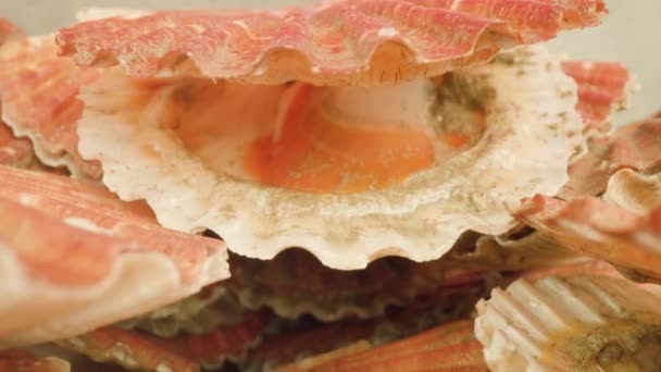 Bivalve mollusque ferme coquille écarlate couché sur pieu en studio — Video