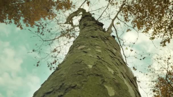 Tronco de árvore com ramos longos e folhas de terracota secas — Vídeo de Stock