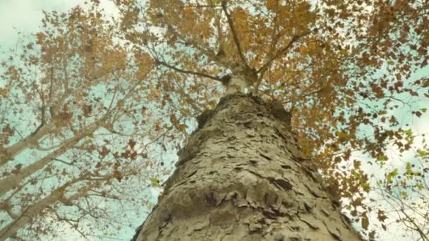 秋天公园的树干上覆满了树皮 — 图库视频影像
