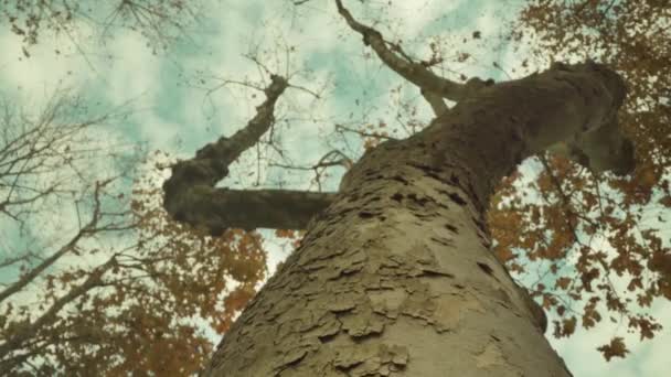 Magas fa vékony törzságakkal és sárgás levelekkel — Stock videók