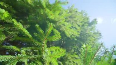 Mavi gökyüzünün altında parlak güneş ışığında yeşil ladin iğneleri