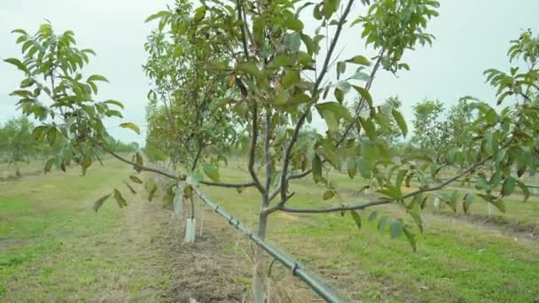 Chestnut trees growing on garden plantation in light wind — Stockvideo