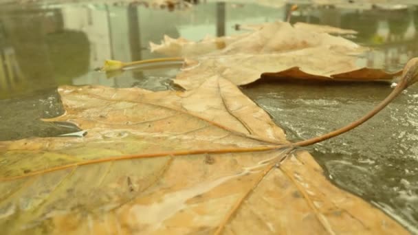 Hojas de arce húmedo se encuentran cerca del charco que refleja la ciudad y el cielo — Vídeos de Stock