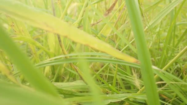 Strahlend grünes Gras auf der Sommerwiese bei strahlendem Sonnenlicht — Stockvideo