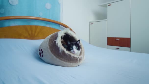 Chlupatá kočka leží v posteli pro kočky rozhlížející se po ložnici — Stock video