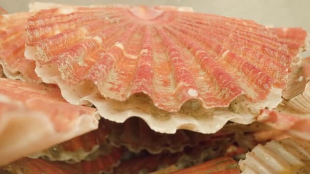 Élő kagyló kinyílik héj feküdt halom ellen stúdió fal — Stock videók