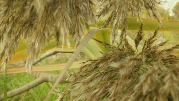 Bando de panículas de ervas daninhas marrons secas contra folhas amareladas — Vídeo de Stock