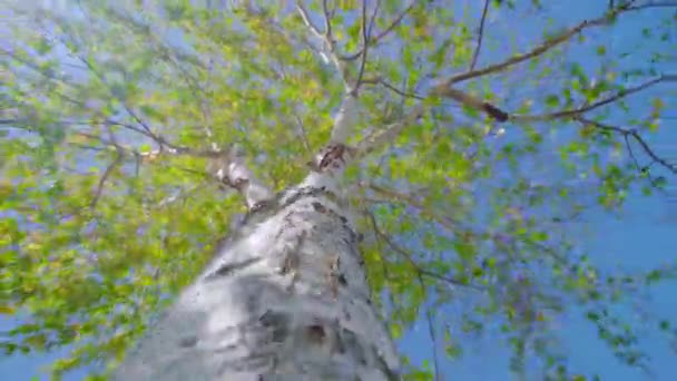 Birch tree green leaves waving in strong wind under blue sky — 图库视频影像