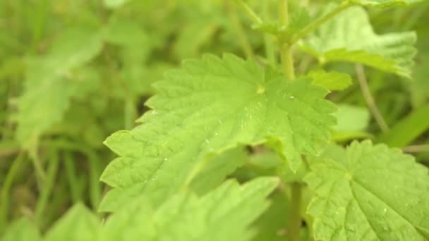 Grüne gezackte Blätter von Brennnesselstrauch wachsen in großem Garten — Stockvideo