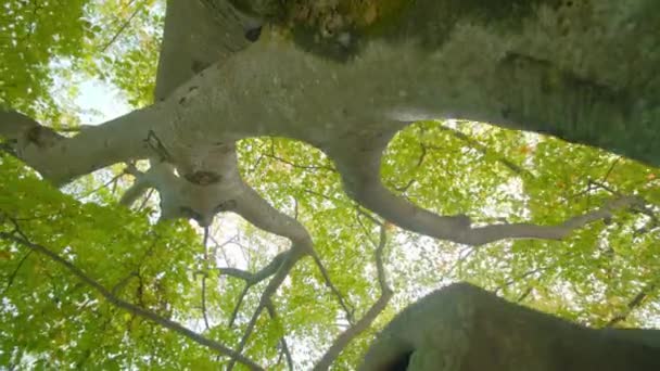 Koffertar och grenar av björk med gröna blad i parken — Stockvideo