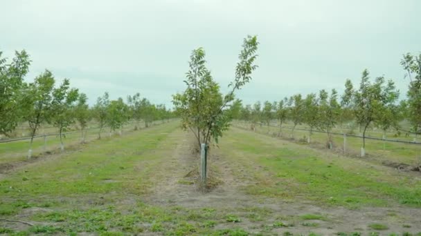 Long rows of chestnut trees on plantation in light wind — Stockvideo