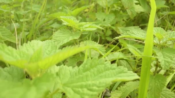 Sträucher mit leuchtend grünen Brennnesselblättern wachsen im Garten — Stockvideo