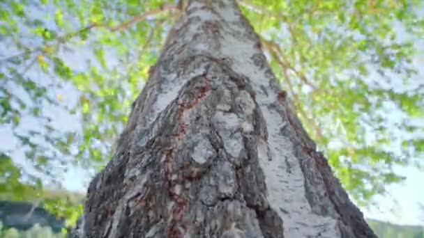 Vecchio betulla con corteccia in rilievo e ampia corona verde — Video Stock