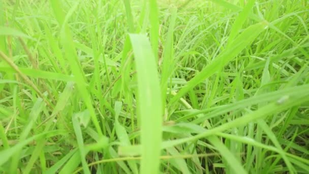 Long bright green grass on meadow in wind at bright sunlight — Stock Video