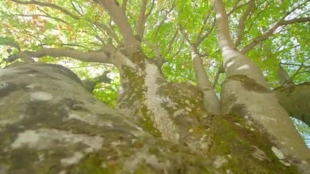 Forked branches and trunk of birch tree growing in park — Stockvideo