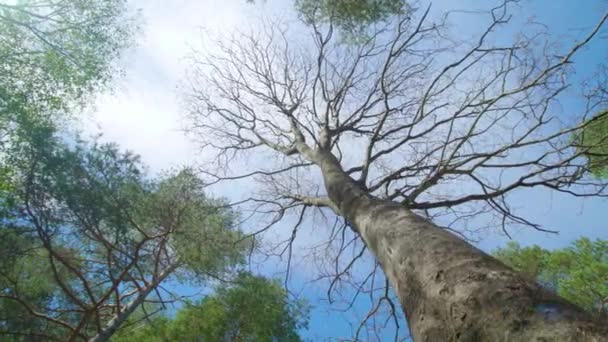 Hoge boom met bladloze takken groeiend in nationaal park — Stockvideo
