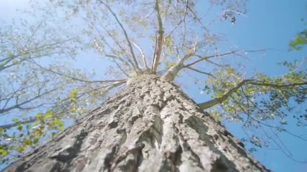 Kalın ağaç kabukları ve parlak güneş ışığında ince huş dalları — Stok video