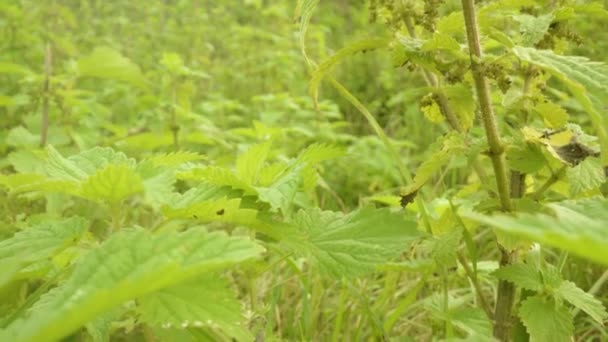 Hohe Sträucher grüner Brennnesseln wachsen in großem Garten — Stockvideo