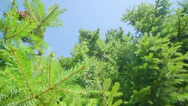 Kegels en groene naalden van sparren golf bij fel zonlicht — Stockvideo