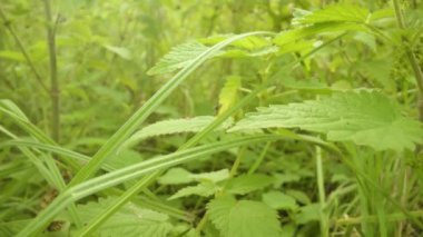 Bahçede yetişen yüksek yeşil ısırgan otlarının yoğun çalıları
