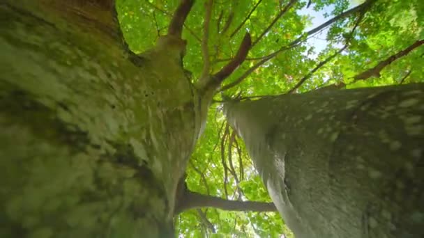 Klauwen van berkenbomen met brede kronen in de buurt — Stockvideo