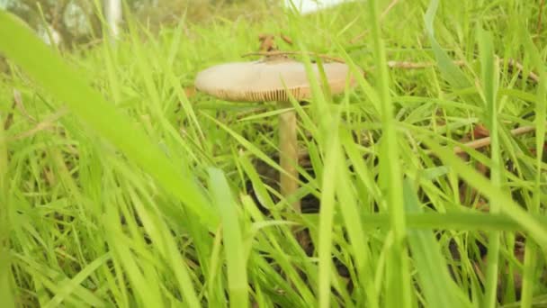 Niejadalne grzyby wśród żywej długiej trawy na łące — Wideo stockowe