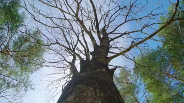 Trunk van hoge berk dode verwelkte boom silhouet in park — Stockvideo