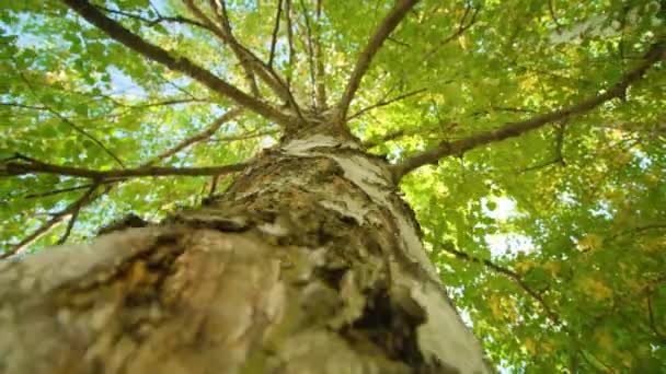 Tronc blanc et branches de bouleau aux feuilles vertes — Video