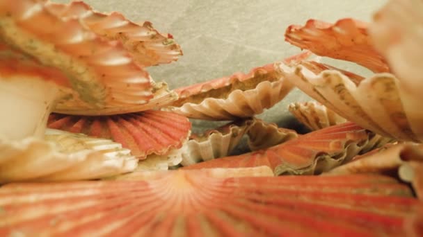 Pink shells of live scallops lying in pile against wall — Stock Video