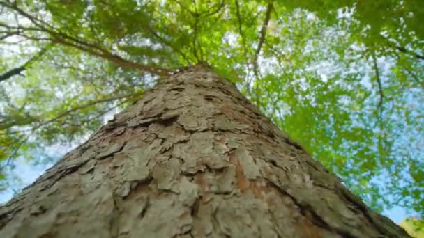 Präglad bark av träd med långa grenar under blå himmel — Stockvideo