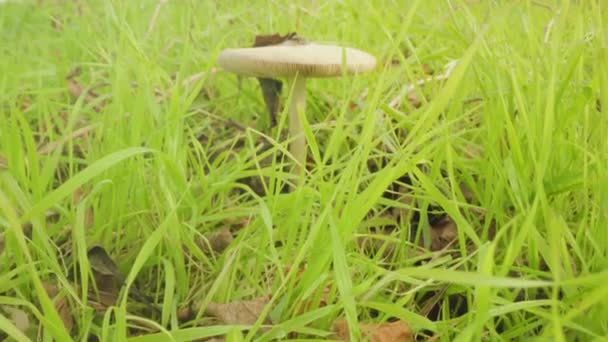 Grzyby rosnące w jasnej, długiej trawie na dużej łące — Wideo stockowe