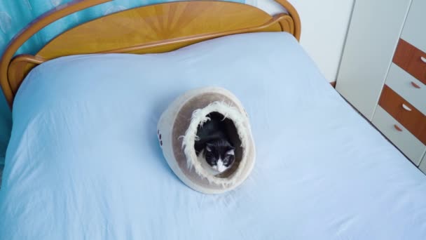 黒と白の毛皮を持つ猫はベッドに横になり、休息を持っています — ストック動画