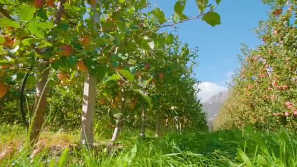Tarlalarda yetişen elma ağaçları çimlerle kaplıdır. — Stok video