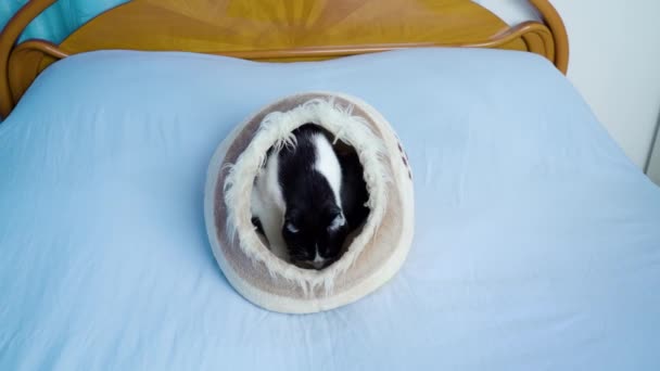 毛绒绒的小猫舔爪子坐在床上为猫在卧室里 — 图库视频影像