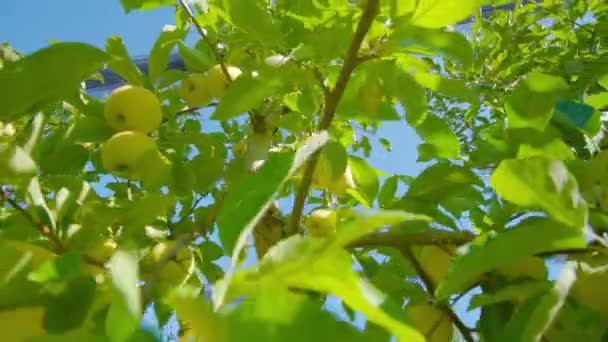 Dojrzałe żółte jabłka wiszą na gałęzi drzewa przed błękitnym niebem — Wideo stockowe