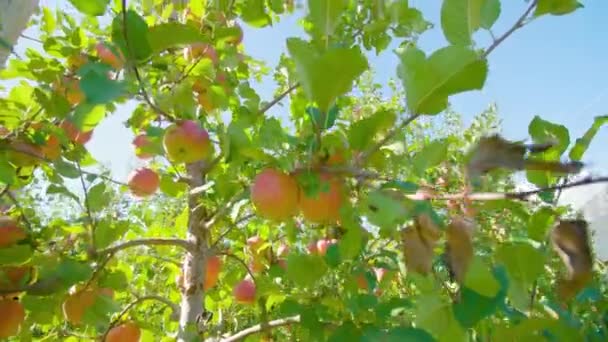 Гілки яблук зі стиглими фруктами виростають закріпленими на дерев'яному стовпі — стокове відео