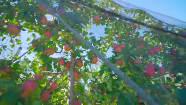 Изобилие спелых сочных фруктов растет на ветвях яблони — стоковое видео