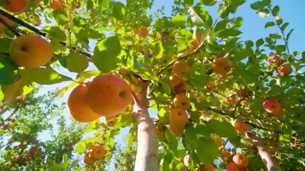 Elmalar, bahçedeki metal tellere sabitlenmiş ağaç dalına asılı. — Stok video