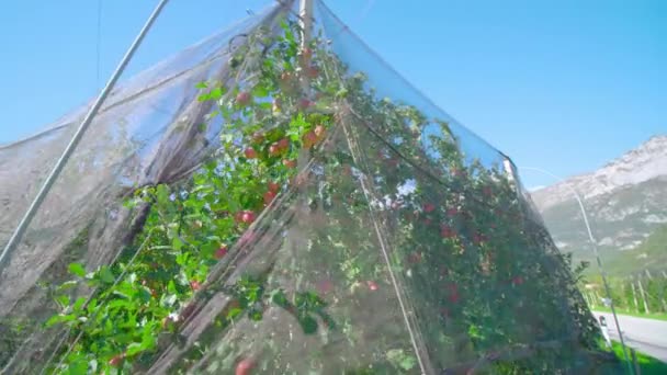 Apple trees with ripe fruits on branches grow under mesh — Stock Video
