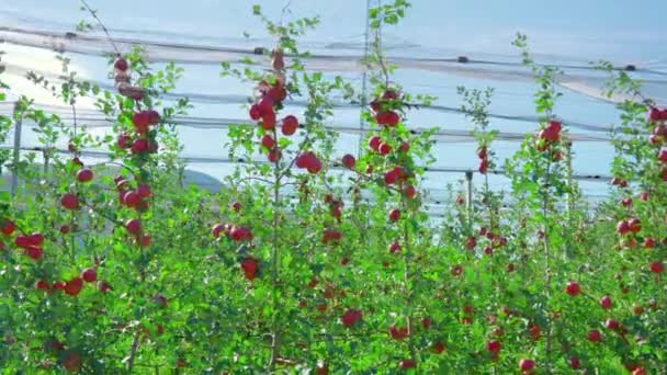 Reife saftige Früchte hängen an Ästen von Apfelbäumen im Obstgarten — Stockvideo