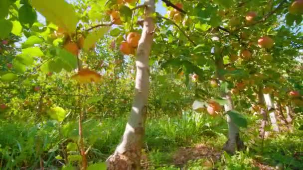 Orangenreife Äpfel wachsen an langen Baumreihen auf der Plantage — Stockvideo