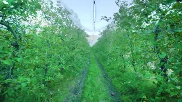 Cesta mezi řadami jabloní rostoucích na plantáži — Stock video