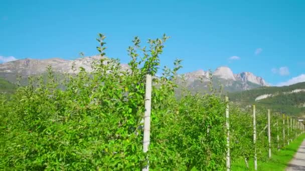 Fileiras de macieiras colhidas perto de estrada de pedra de seixo longa — Vídeo de Stock