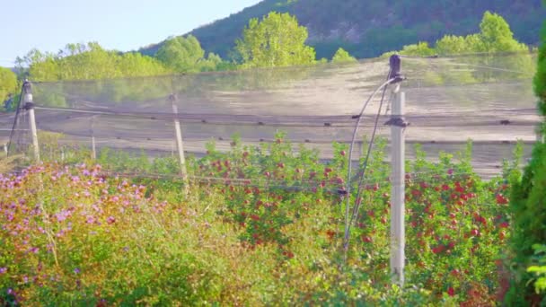 Stor äppelplantage med mogna röda frukter som växer under maskor — Stockvideo