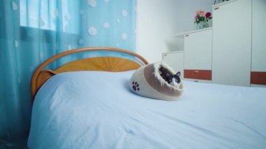Siyah beyaz kürklü kedi yavrusu dinlenmek için yatağa uzanıyor.