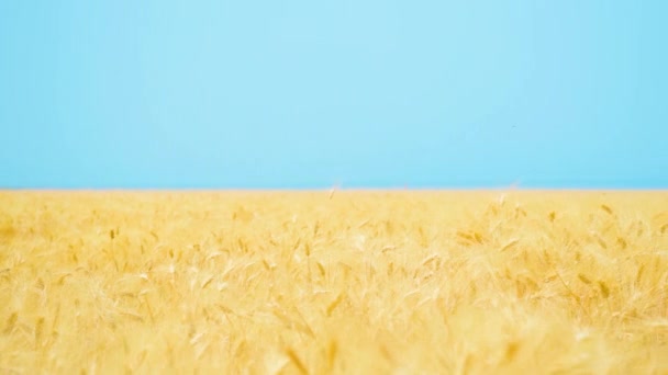 Mavi gökyüzü ve altın olgun buğday Ukrayna bayrağına dönüşür — Stok video