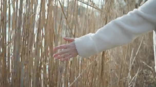 年轻女子的手摸着湖边干枯的芦苇 — 图库视频影像