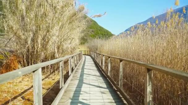 Gammal trägångbro byggd över damm odlad med torrt vass — Stockvideo